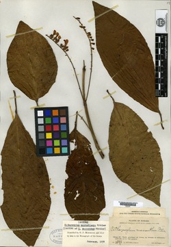 Image of Citharexylum macranthum