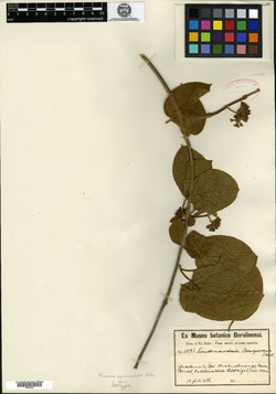 Image of Marsdenia gymnemoides