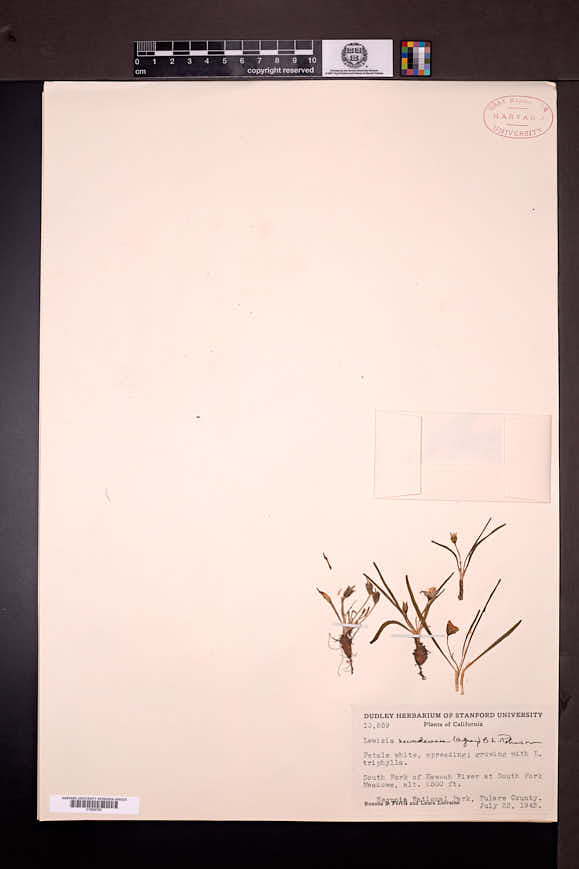 Lewisia nevadensis image