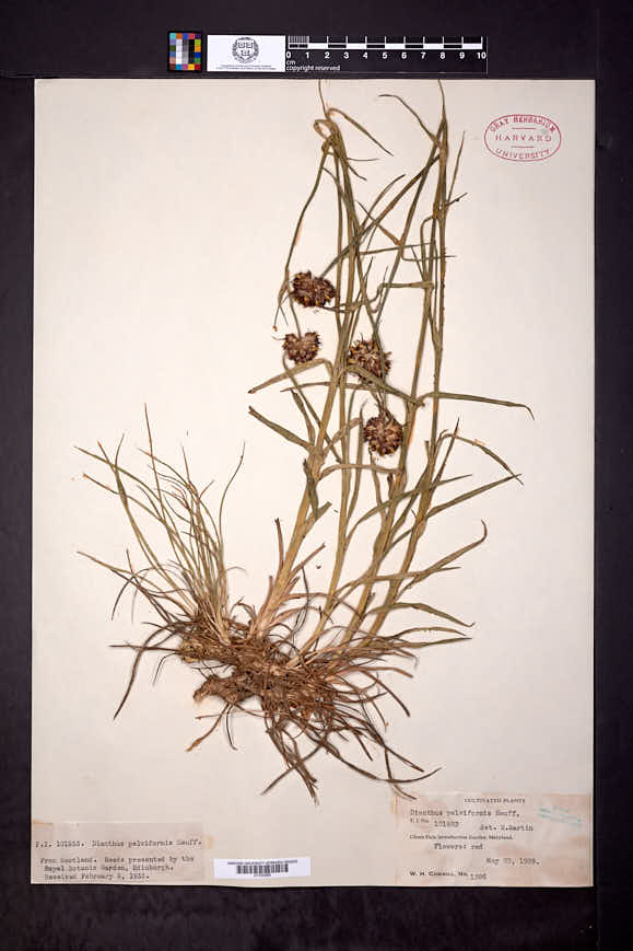 Image of Dianthus pelviformis