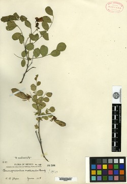 Image of Brongniartia mollicula