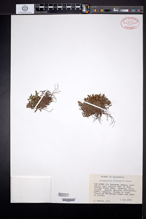 Selaginella eremophila image