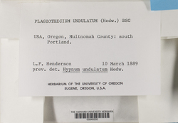 Plagiothecium undulatum image