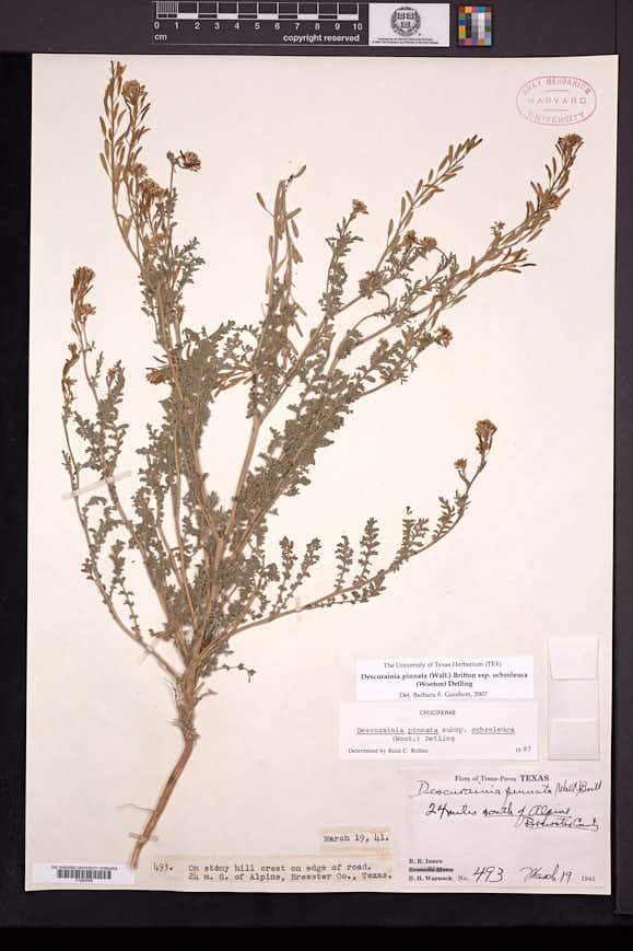Descurainia pinnata subsp. ochroleuca image