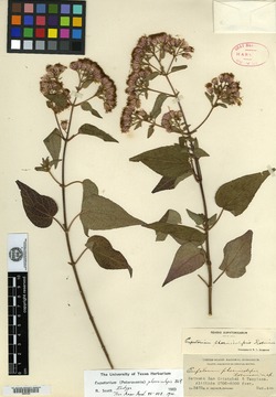 Image of Peteravenia phoenicolepis