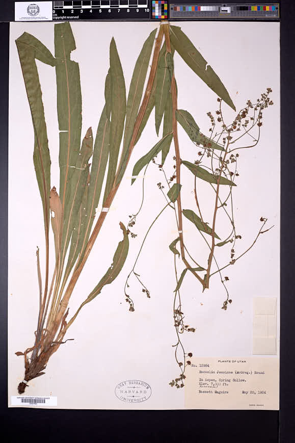 Hackelia micrantha image