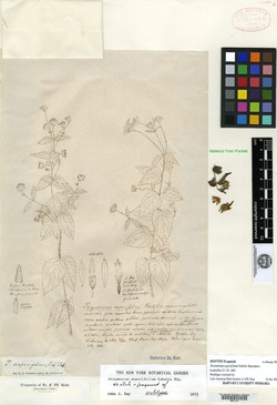 Image of Perymenium asperifolium