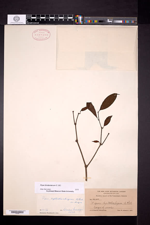Piper lindenianum image