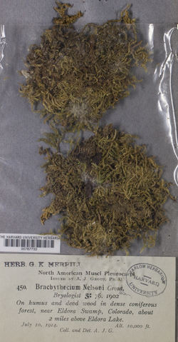 Sciuro-hypnum latifolium image