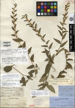 Lepidaploa leptoclada image