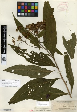 Image of Verbesina chiapensis