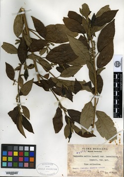 Image of Bernardia lanceifolia