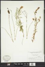 Linaria vulgaris image