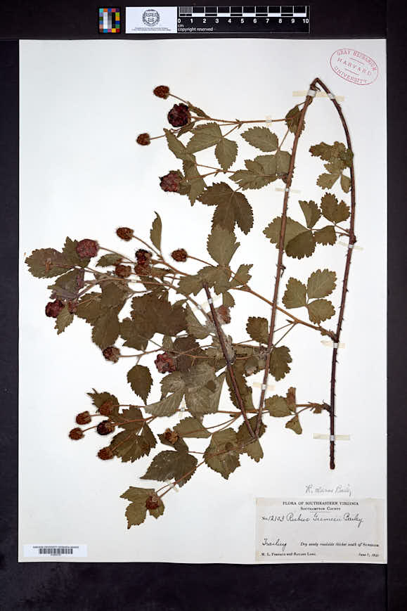 Image of Rubus clarus