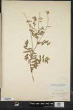 Hedysarum alpinum var. americanum image