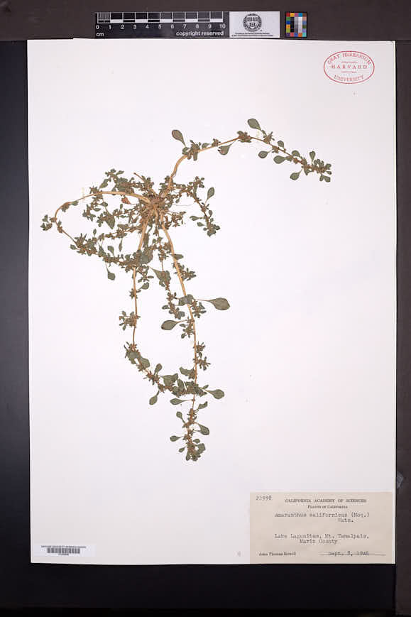 Amaranthus californicus image