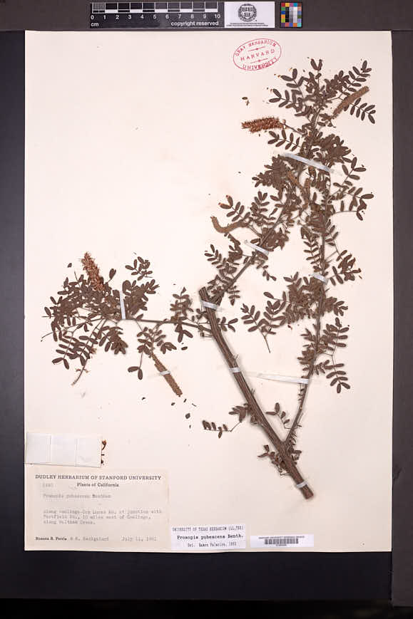 Prosopis pubescens image