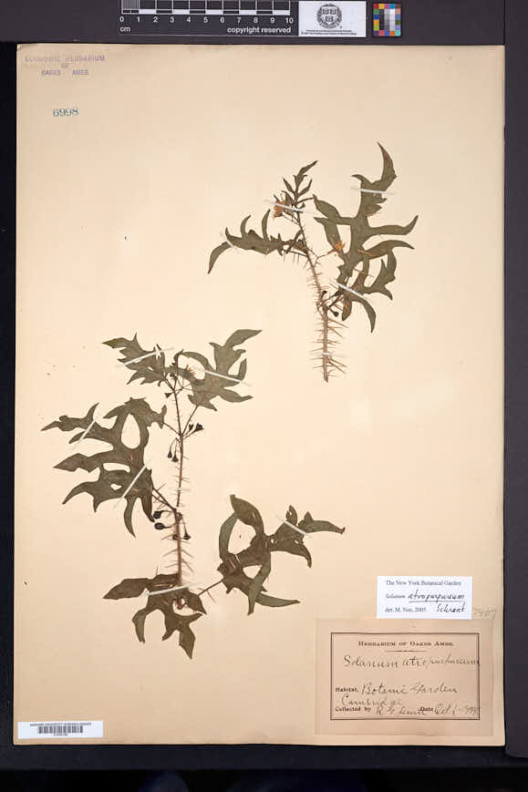 Solanum atropurpureum image