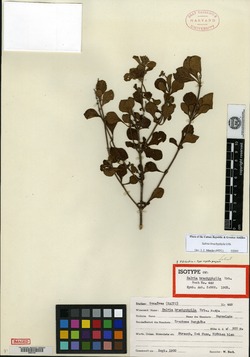 Image of Salvia brachyphylla