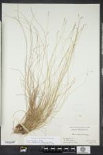 Carex atlantica subsp. capillacea image