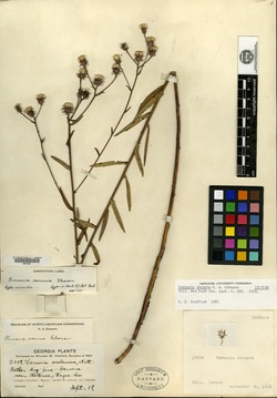 Vernonia recurva image
