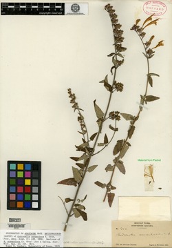 Image of Cedronella aurantiaca