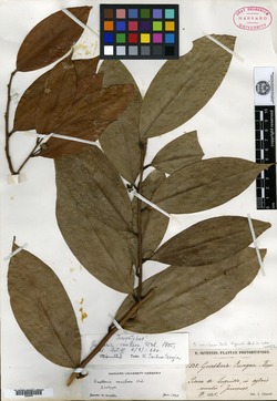 Guatteria caribaea image