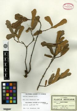 Image of Quercus subtriloba