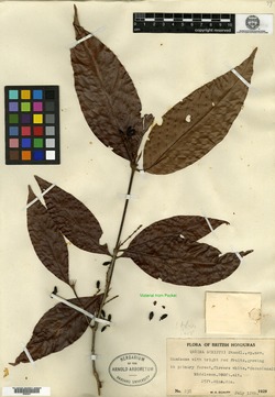 Quiina macrophylla image