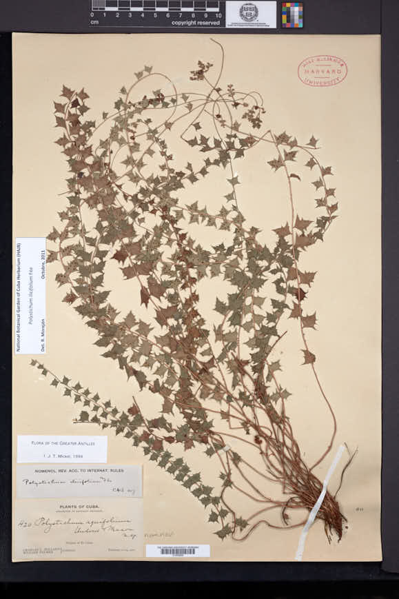 Image of Polystichum ilicifolium