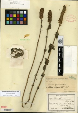 Salvia densiflora image