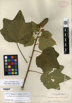Pavonia pleuranthera image