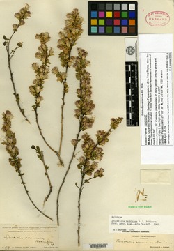 Image of Brickellia vernicosa