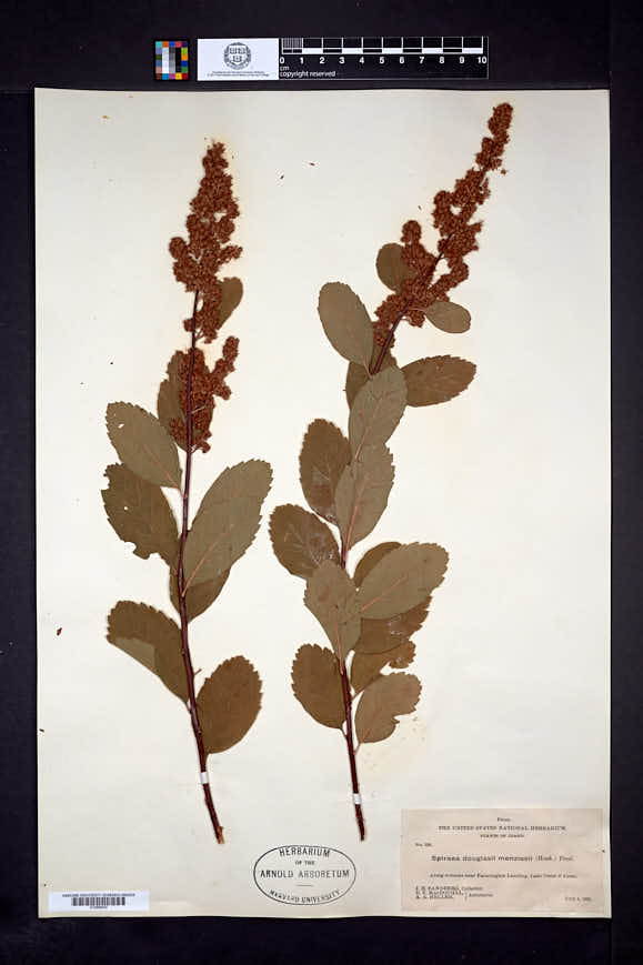 Spiraea douglasii subsp. menziesii image