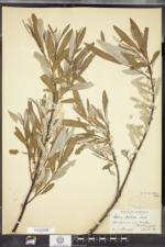 Salix pellita image