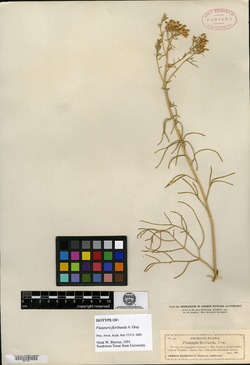 Hymenoxys microcephala image