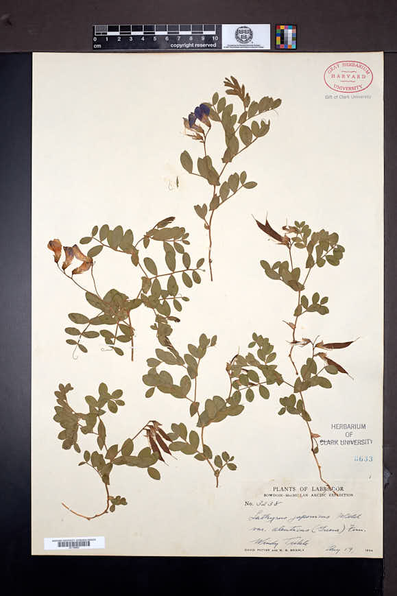 Lathyrus japonicus var. aleuticus image