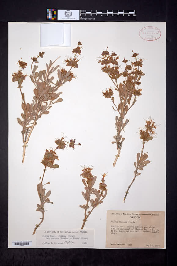 Salvia dorrii var. clokeyi image