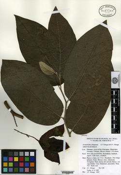 Image of Aristolochia chiapensis