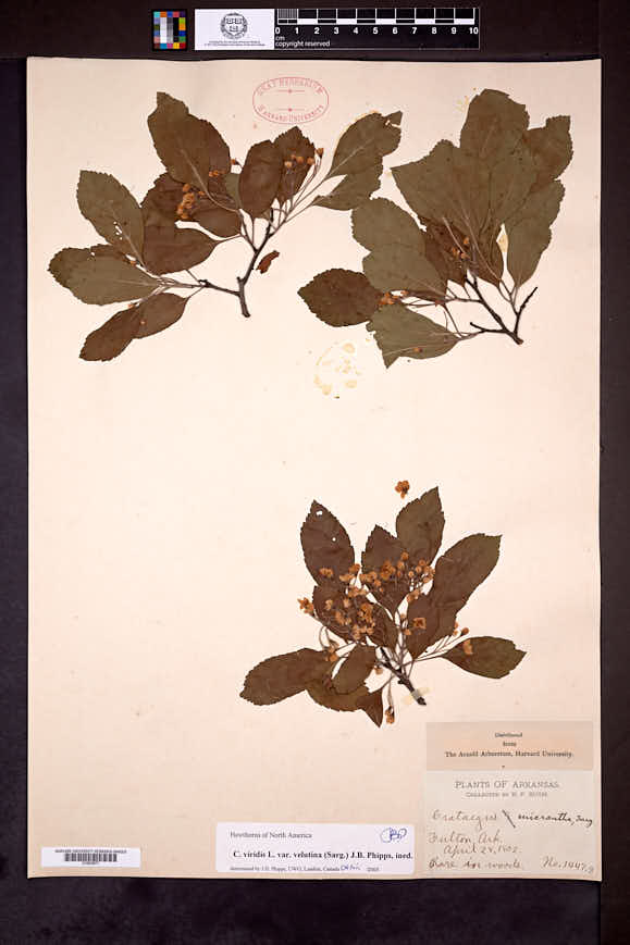 Crataegus viridis var. velutina image