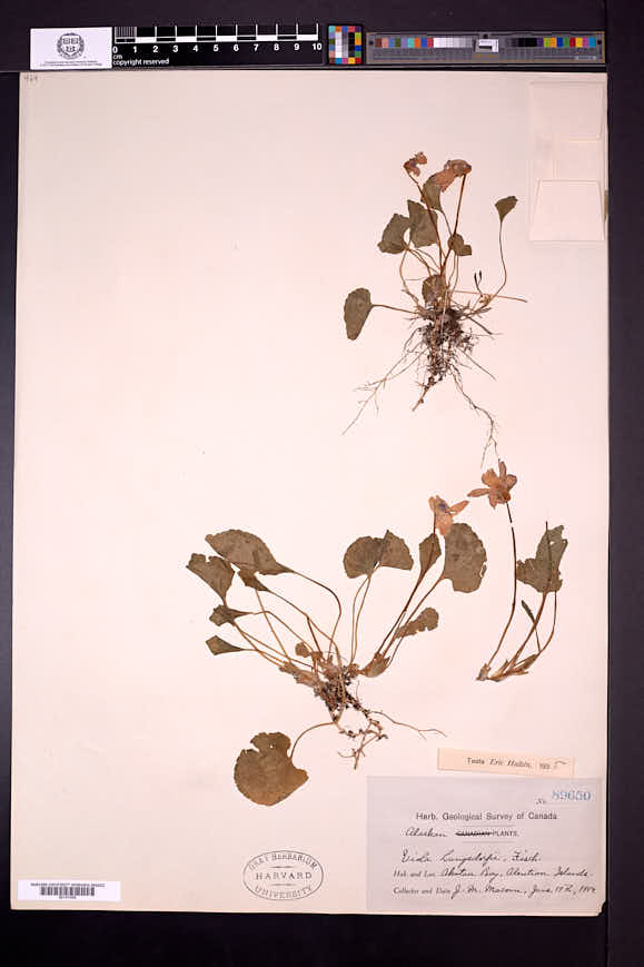 Viola langsdorffii image