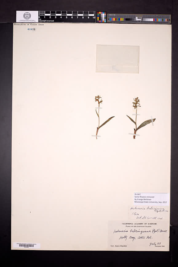 Platanthera tipuloides image