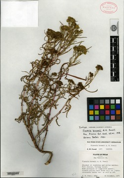 Image of Flaveria brownii