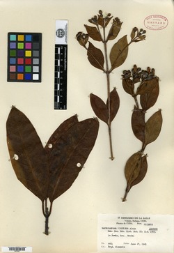 Image of Macrocarpaea pinetorum