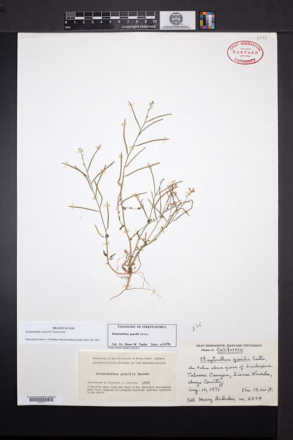 Image of Streptanthus gracilis