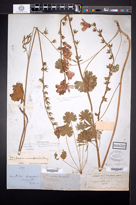 Sidalcea malviflora subsp. sparsifolia image