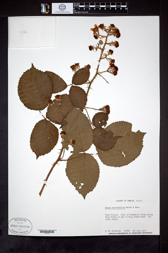 Rubus macrophyllus image