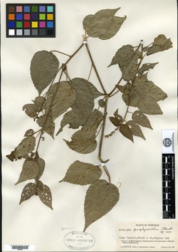 Image of Acalypha firmula