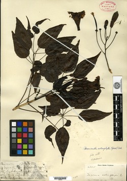 Image of Ekmanianthe actinophylla