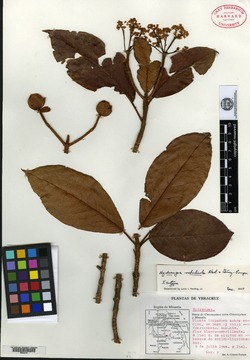 Hydrangea nebulicola image